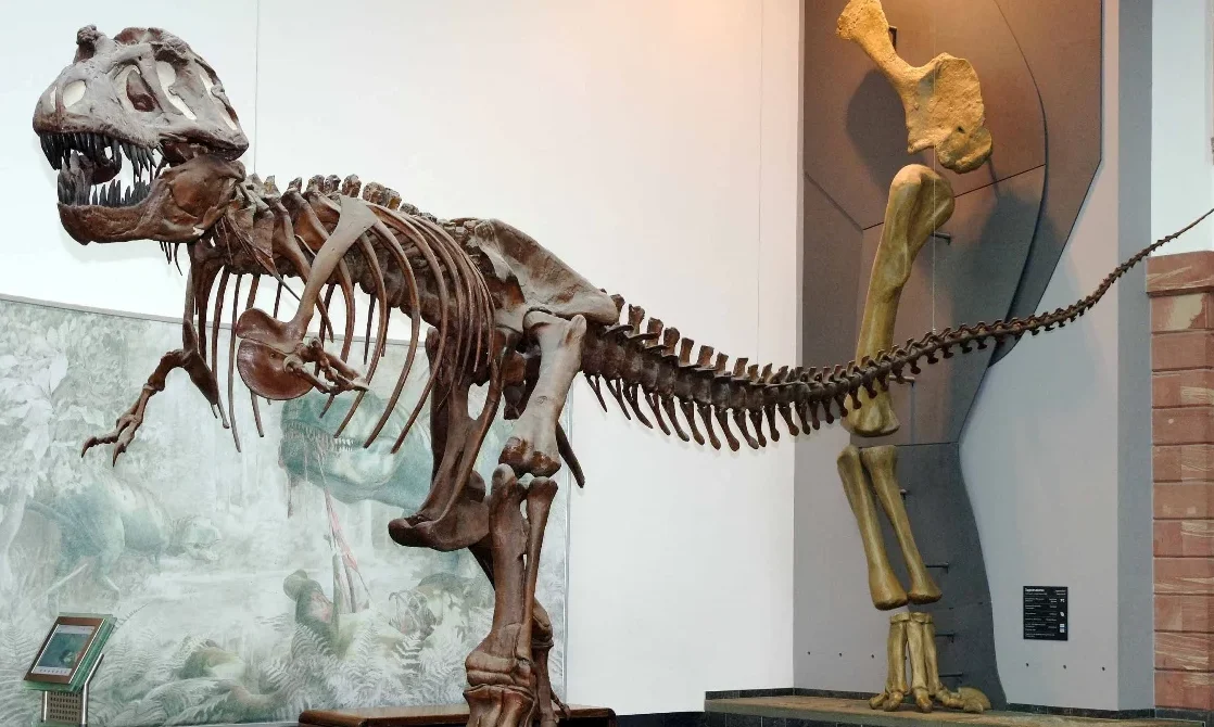 Besuch im Senckenbergmuseum: Ein lehrreicher Ausflug nach Frankfurt